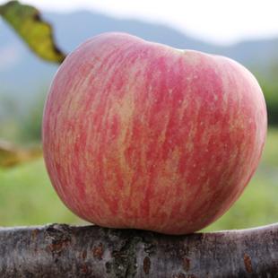 苹果 烟台苹果新鲜苹果水果农产品栖霞苹果冰糖心红富士80 自家果园